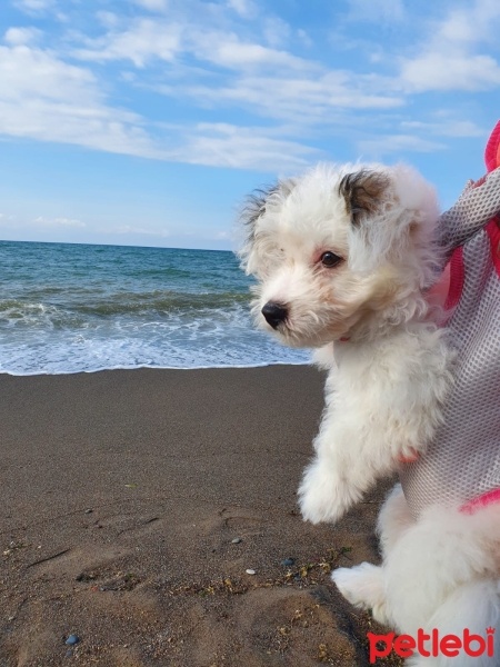 Maltese, Köpek  rosie fotoğrafı