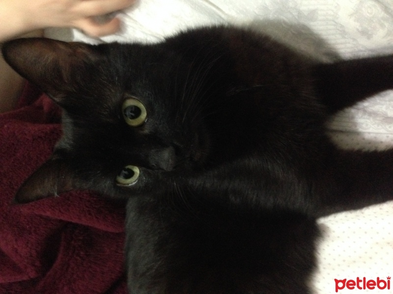 Bombay, Kedi  Gudu fotoğrafı