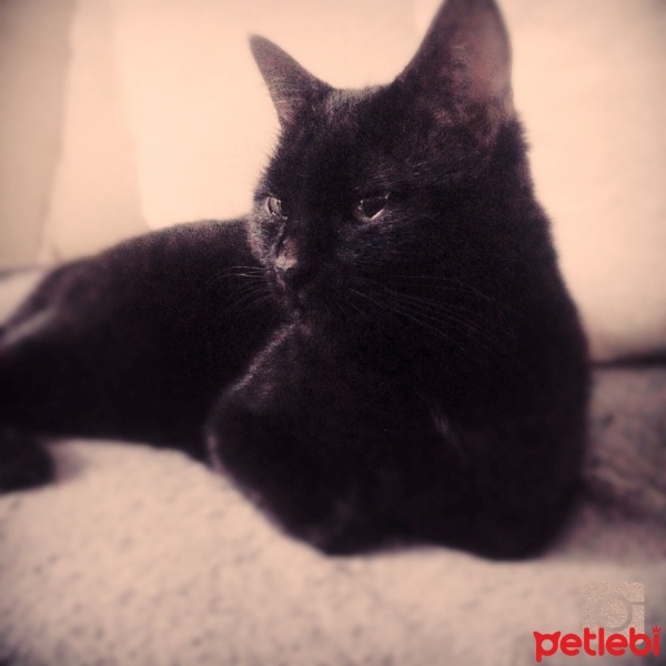 Bombay, Kedi  Gudu fotoğrafı