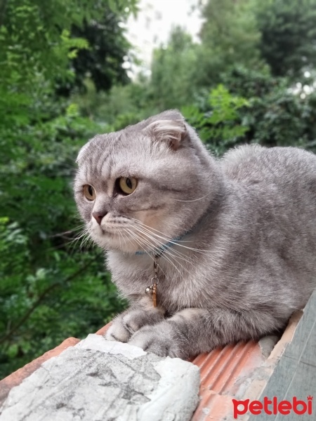 Scottish Fold, Kedi  Bulut fotoğrafı