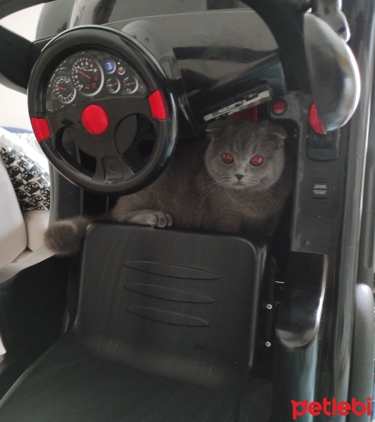 Scottish Fold, Kedi  Çiçek fotoğrafı