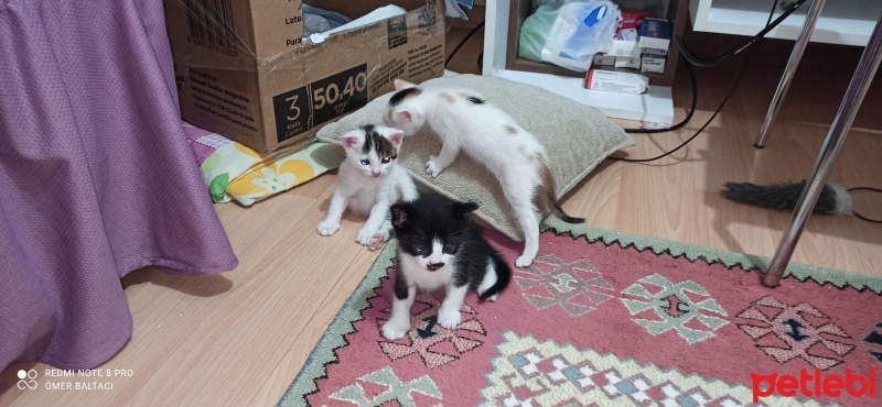 Tekir Kedi, Kedi  Sütlaç fotoğrafı