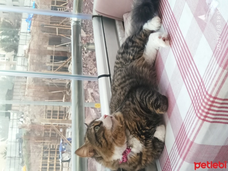 Norwegian Forest, Kedi  Fıstık fotoğrafı