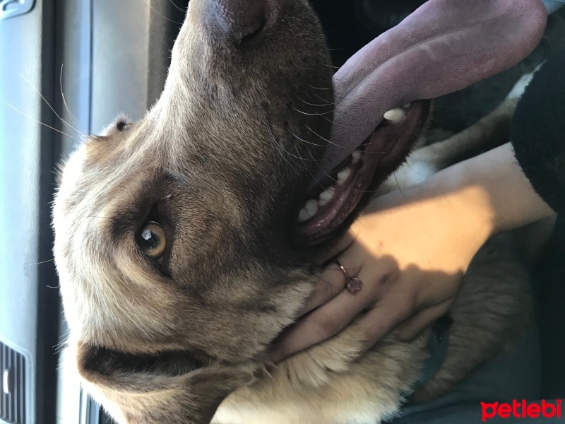 Alman Çoban Köpeği, Köpek  Mila fotoğrafı