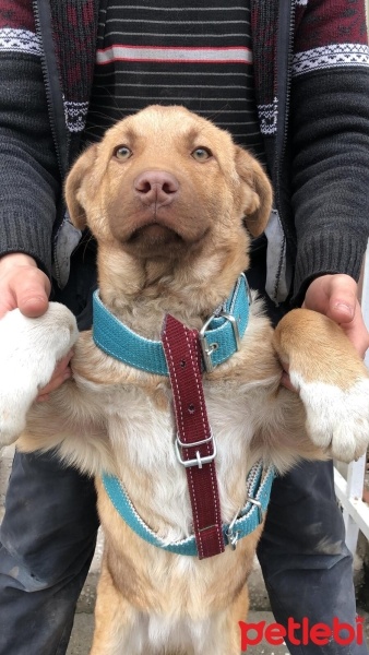 Alman Çoban Köpeği, Köpek  Mila fotoğrafı