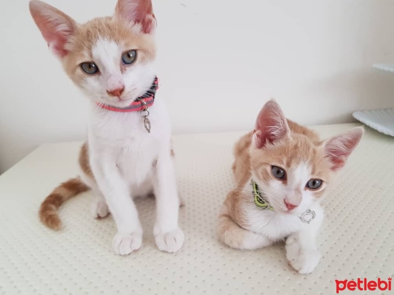 Tekir Kedi, Kedi  cesur fotoğrafı