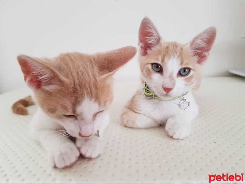 Tekir Kedi, Kedi  cesur fotoğrafı
