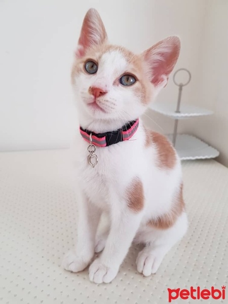 Tekir Kedi, Kedi  cesur fotoğrafı