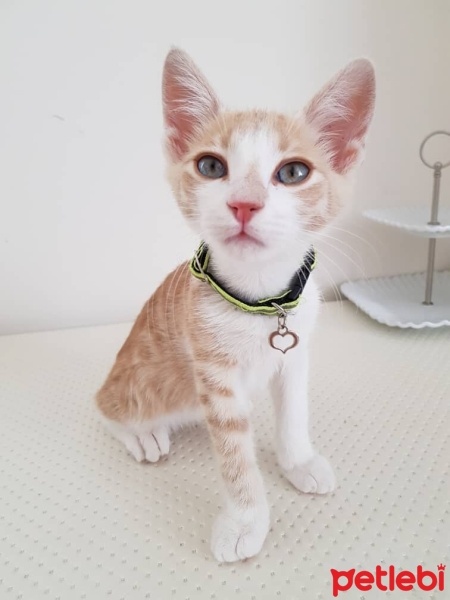Tekir Kedi, Kedi  cesur fotoğrafı