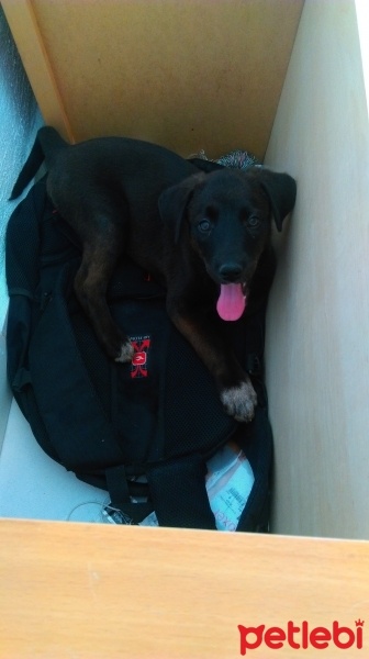 Doberman Pinscher, Köpek  pars fotoğrafı