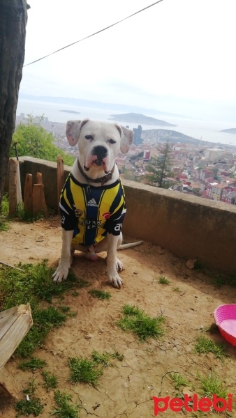 Dogo Arjantin, Köpek  Pablo fotoğrafı