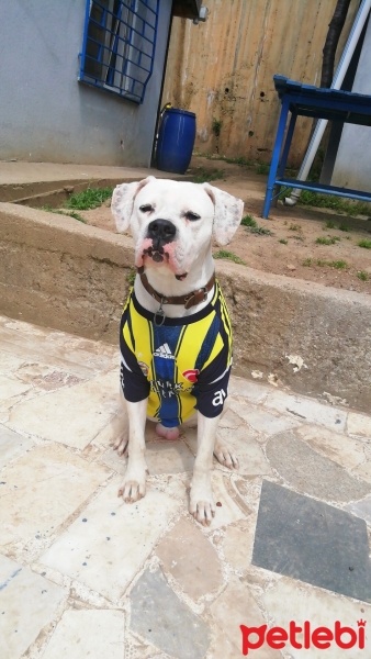 Dogo Arjantin, Köpek  Pablo fotoğrafı