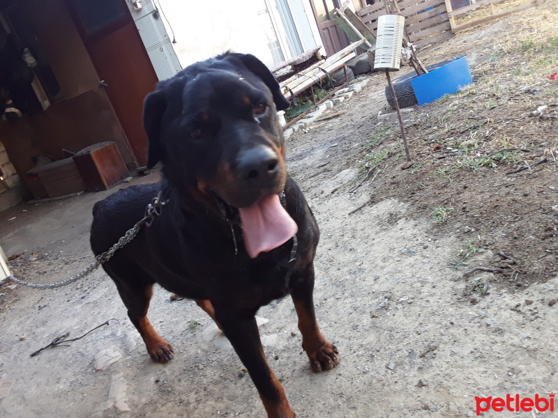 Rottweiler, Köpek  arap fotoğrafı