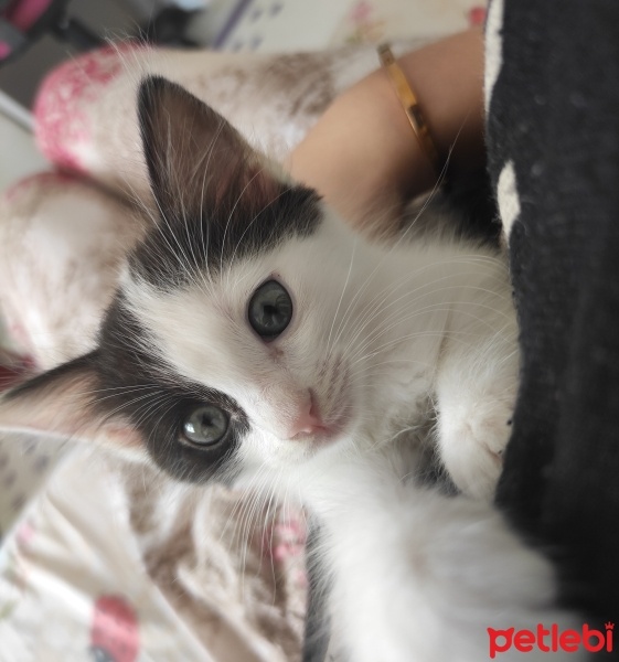 Tekir Kedi, Kedi  Maya fotoğrafı