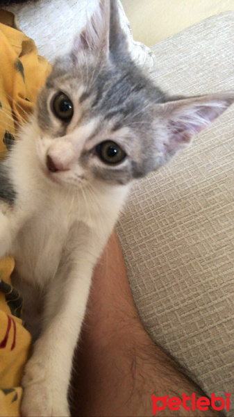 Tekir Kedi, Kedi  Adar fotoğrafı