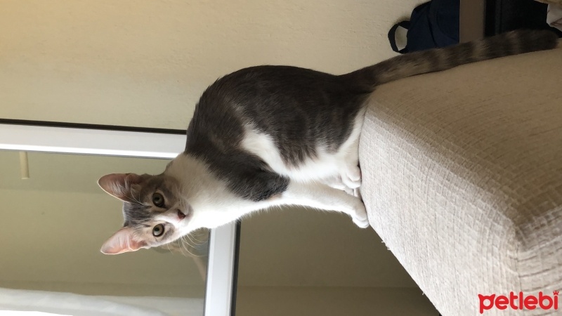 Tekir Kedi, Kedi  Adar fotoğrafı