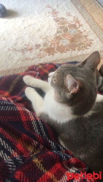 Tekir Kedi, Kedi  Adar fotoğrafı