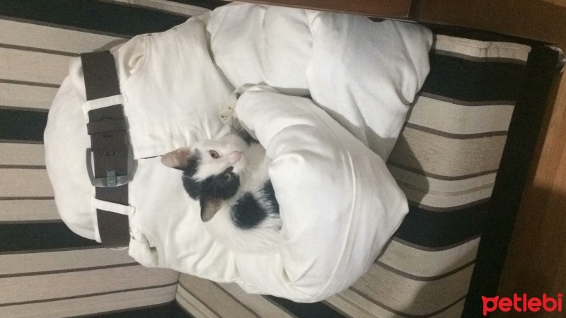 Tekir Kedi, Kedi  Sisu fotoğrafı