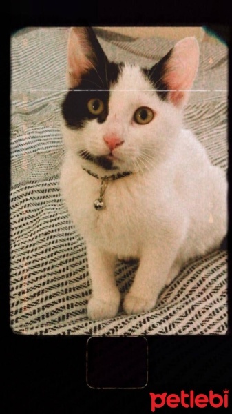 Tekir Kedi, Kedi  Sisu fotoğrafı