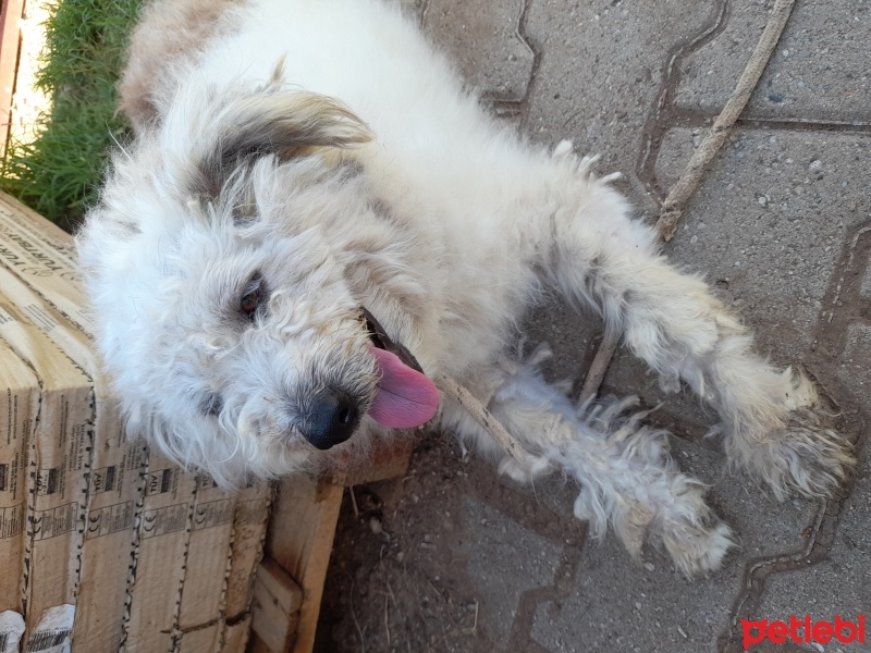 Maltese, Köpek  Çaki fotoğrafı
