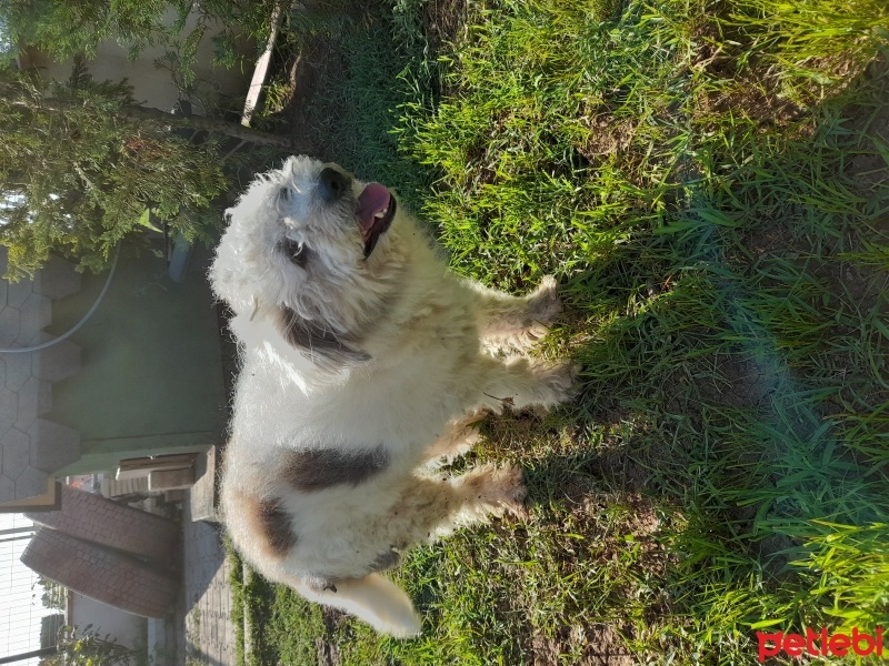 Maltese, Köpek  Çaki fotoğrafı