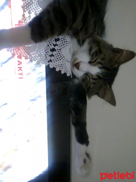 Tekir Kedi, Kedi  Narin fotoğrafı