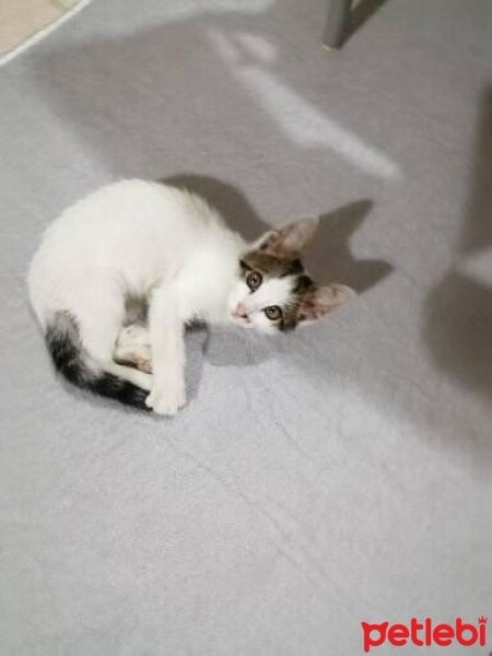 Tekir Kedi, Kedi  YUMİ fotoğrafı
