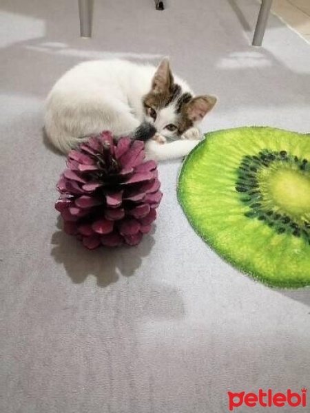 Tekir Kedi, Kedi  YUMİ fotoğrafı