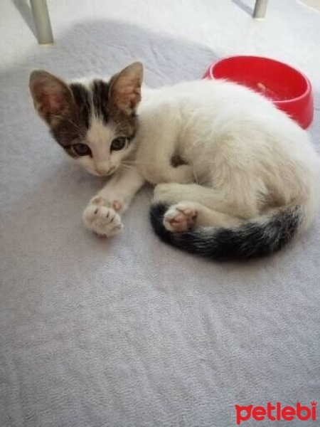 Tekir Kedi, Kedi  YUMİ fotoğrafı