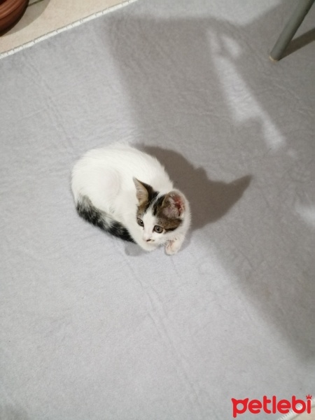 Tekir Kedi, Kedi  YUMİ fotoğrafı