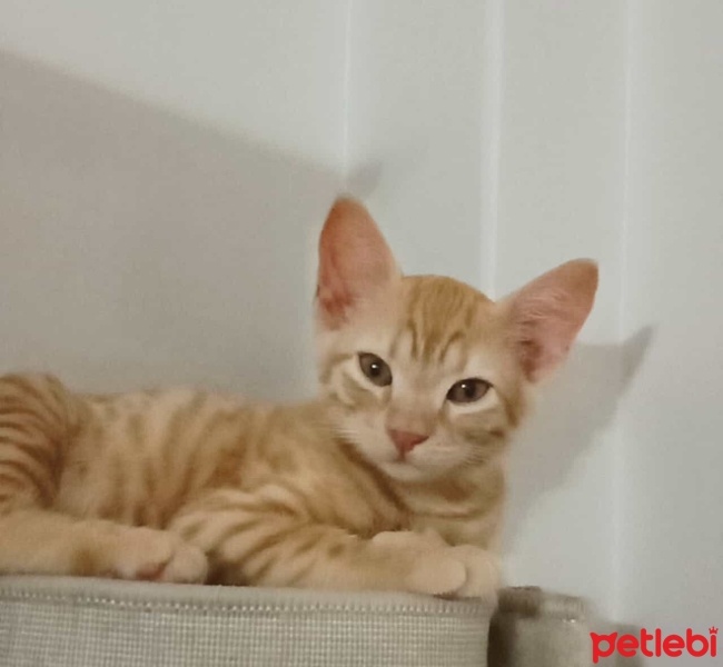 Sarman, Kedi  yoda fotoğrafı