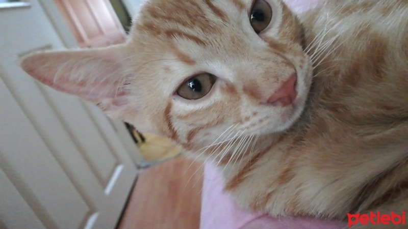 Sarman, Kedi  yoda fotoğrafı