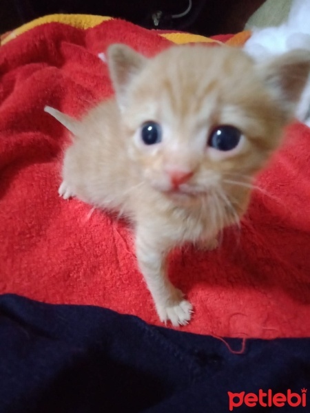Sarman, Kedi  yoda fotoğrafı