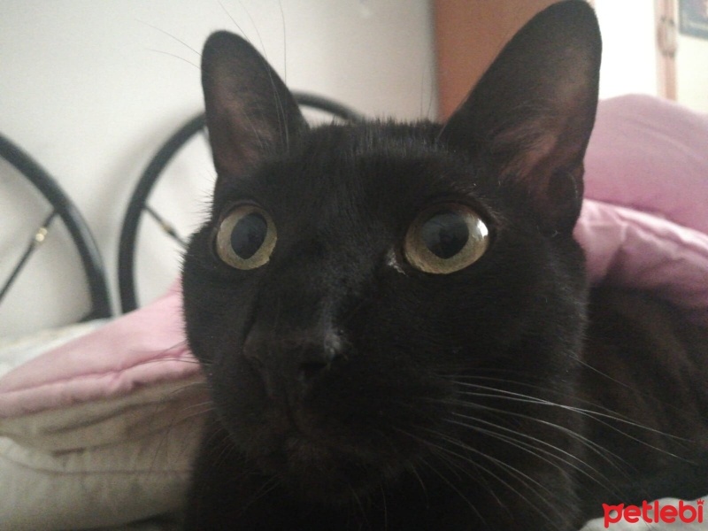 Bombay, Kedi  gölge fotoğrafı