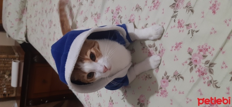 Sarman, Kedi  Tarçın fotoğrafı