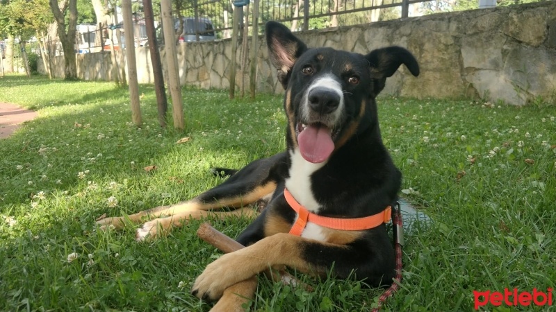 Sokö (Sokak Köpeği), Köpek  Plüton fotoğrafı