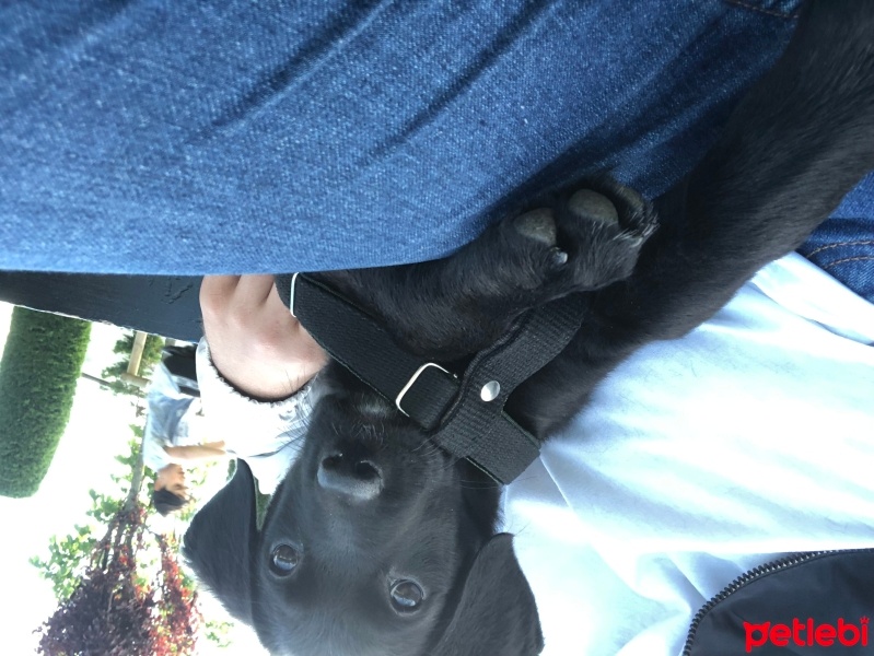 Labrador Retriever, Köpek  Labrador Retriever 3 Aylık fotoğrafı