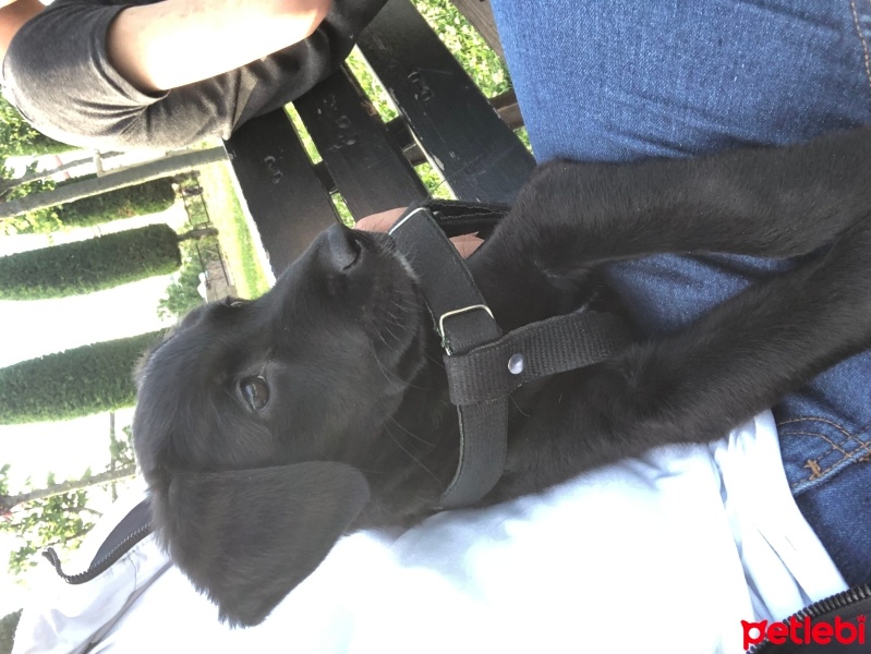 Labrador Retriever, Köpek  Labrador Retriever 3 Aylık fotoğrafı