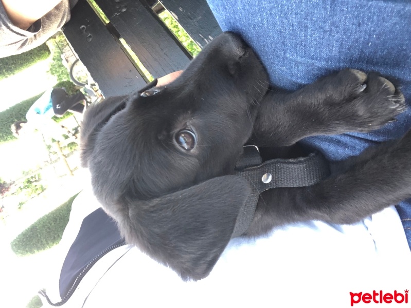 Labrador Retriever, Köpek  Labrador Retriever 3 Aylık fotoğrafı