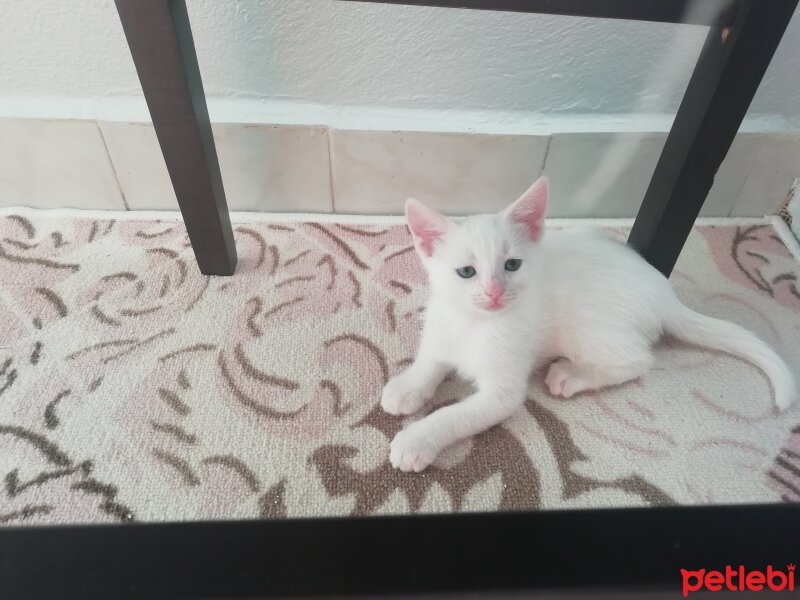 Ankara Kedisi, Kedi  Beyazıt fotoğrafı