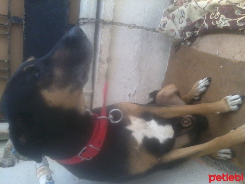 Doberman Pinscher, Köpek  rubi fotoğrafı