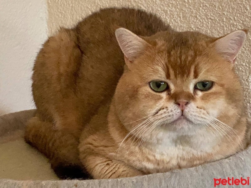 Scottish Fold, Kedi  paşa fotoğrafı