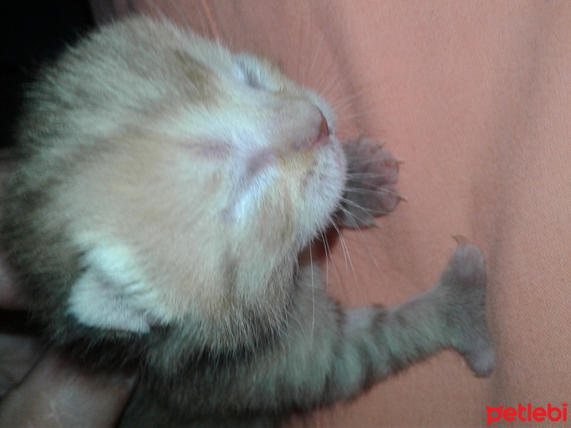 Scottish Fold, Kedi  paşa fotoğrafı