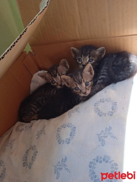 Tekir Kedi, Kedi  Sürmeli fotoğrafı