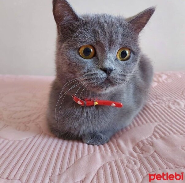 British Shorthair, Kedi  Süslü fotoğrafı