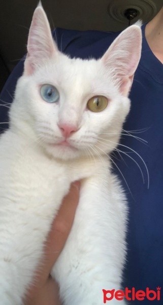 Van Kedisi, Kedi  Sütlaç fotoğrafı