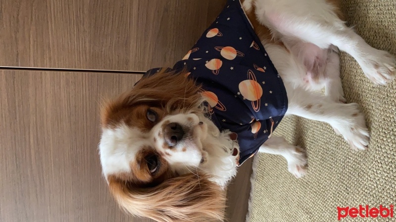 King Charles Spaniel, Köpek  Latte fotoğrafı