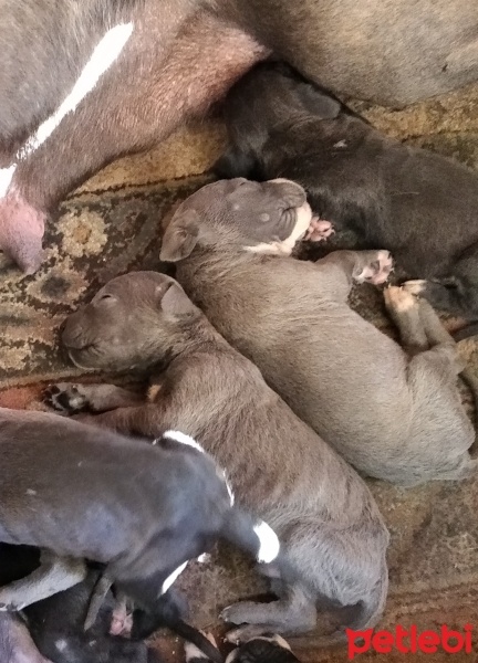 Cane Corso Italiano, Köpek  Cane Corso fotoğrafı