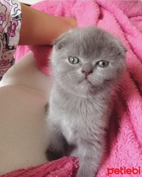 Scottish Fold, Kedi  Pört fotoğrafı