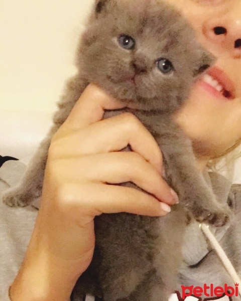 Scottish Fold, Kedi  Pört fotoğrafı